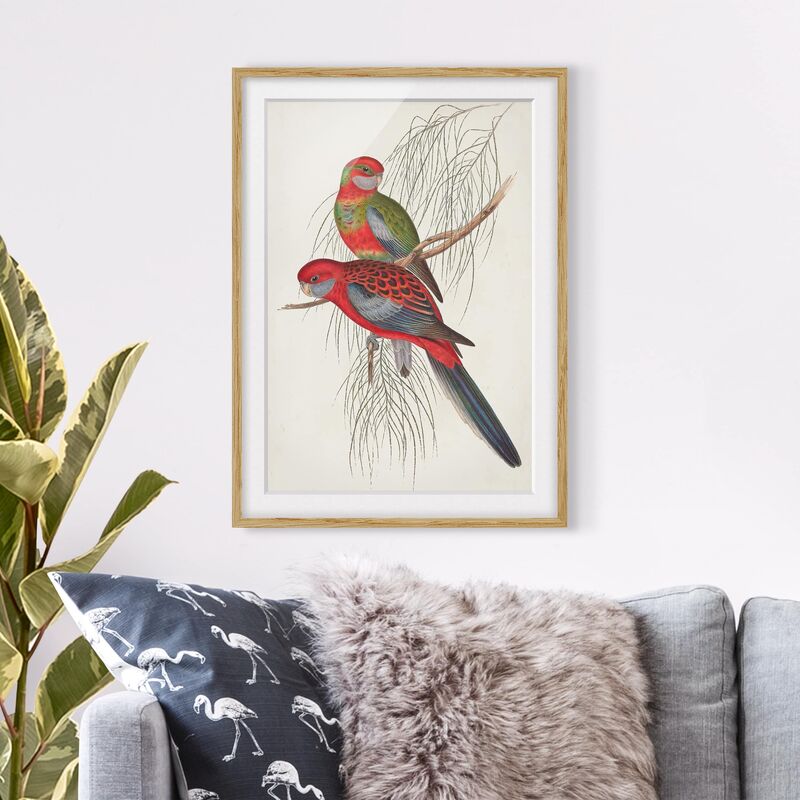 

Póster enmarcado - Tropical Parrot Iii Dimensión LxA: 100cm x 70cm, Marco: Roble