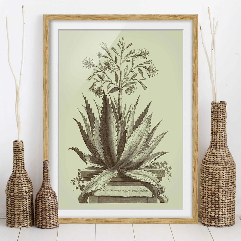 

Póster enmarcado - Vintage Aloe Serrata Dimensión LxA: 24cm x 18cm, Marco: Roble