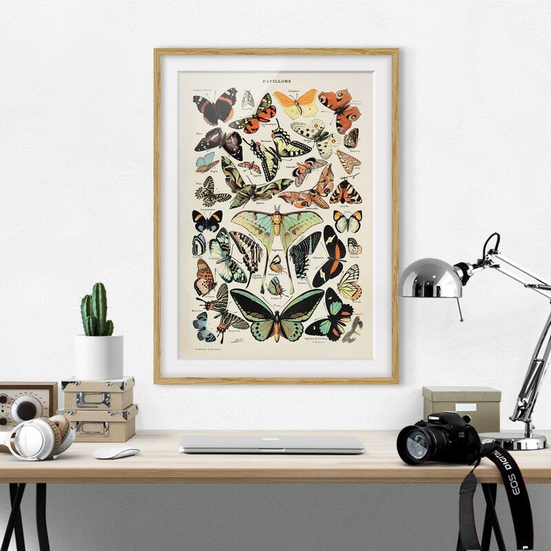 

Póster enmarcado - Vintage Consiglio farfalle e falene Dimensión LxA: 70cm x 50cm, Marco: Roble