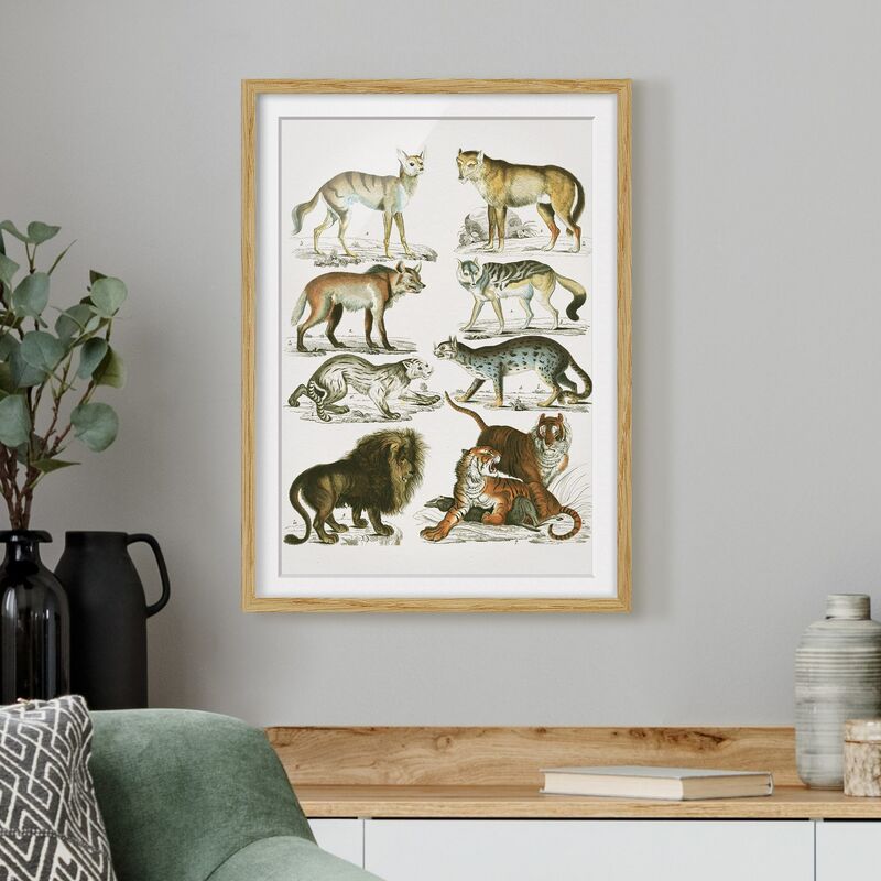 

Póster enmarcado - Vintage Consiglio leone, tigre e Jackal Dimensión LxA: 40cm x 30cm, Marco: Roble