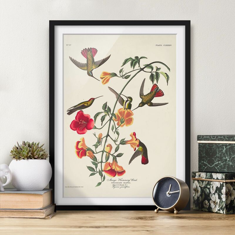 

Póster enmarcado - Consiglio Mango Colibrì Vintage Dimensión LxA: 100cm x 70cm, Marco: Negro