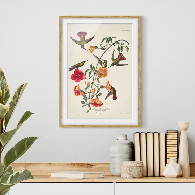 

Póster enmarcado - Consiglio Mango Colibrì Vintage Dimensión LxA: 55cm x 40cm, Marco: Roble