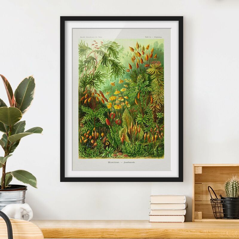 

Póster enmarcado - Vintage Consiglio Moss Dimensión LxA: 55cm x 40cm, Marco: Negro
