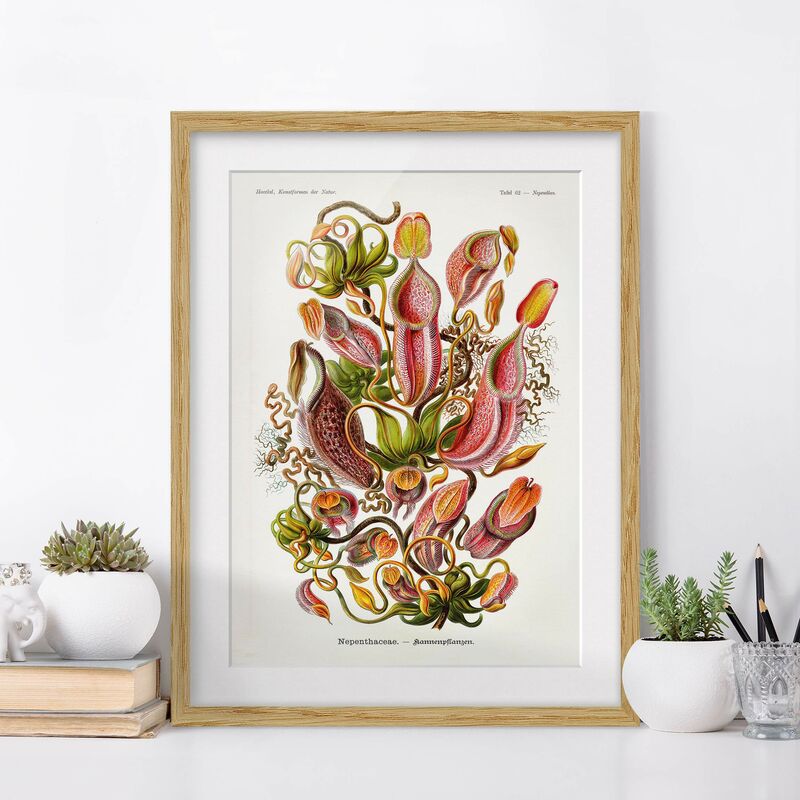 

Póster enmarcado - Consiglio Vintage Piante Illustrazione Rosso Verde Dimensión LxA: 100cm x 70cm, Marco: Roble