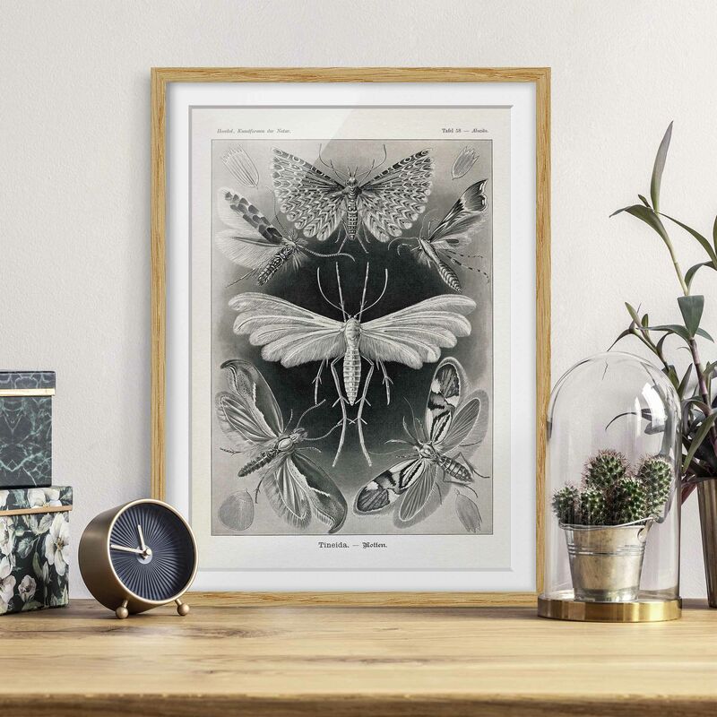 

Póster enmarcado - Vintage Consiglio falene e farfalle Dimensión LxA: 24cm x 18cm, Marco: Roble