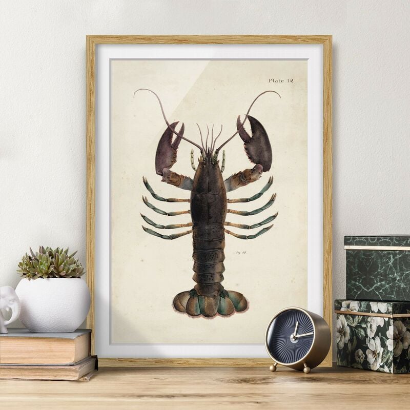 

Póster enmarcado - Vintage Illustrazione Lobster Dimensión LxA: 24cm x 18cm, Marco: Roble