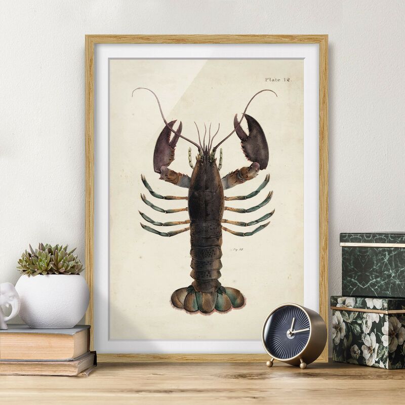 

Póster enmarcado - Vintage Illustrazione Lobster Dimensión LxA: 55cm x 40cm, Marco: Roble