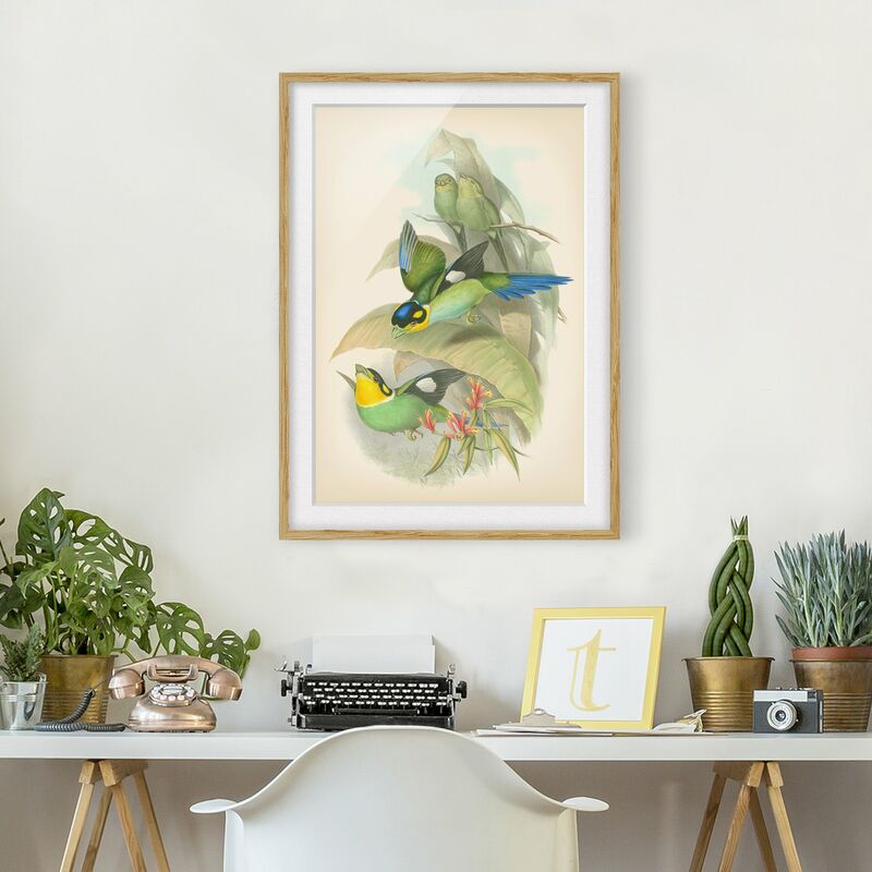 

Póster enmarcado - Illustrazione Vintage Uccelli tropicali Dimensión LxA: 55cm x 40cm, Marco: Roble