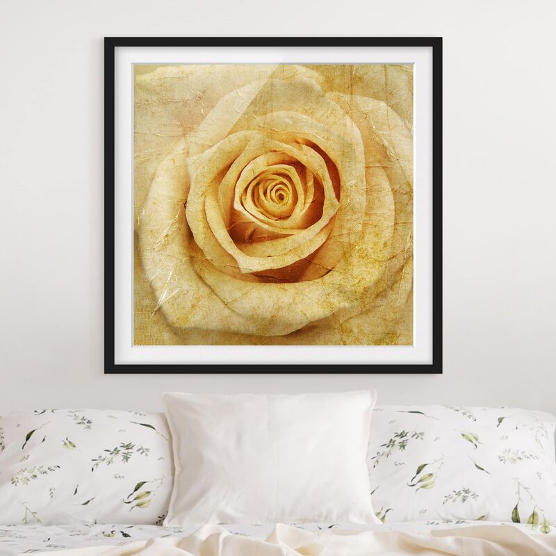 

Póster enmarcado - Vintage Rose Dimensión LxA: 50cm x 50cm, Marco: Negro