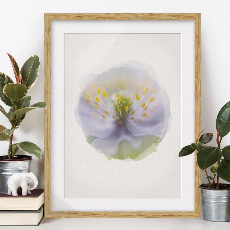 

Póster enmarcado - Acquarelli - Anemoni di bellezza Dimensión LxA: 70cm x 50cm, Marco: Roble