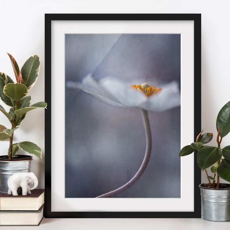 

Póster enmarcado - White Anemones Bloom Dimensión LxA: 100cm x 70cm, Marco: Negro