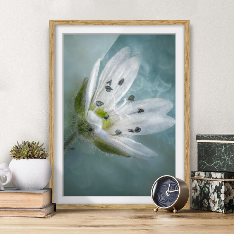 

Póster enmarcado - Bianco fiore su Blu Dimensión LxA: 40cm x 30cm, Marco: Roble