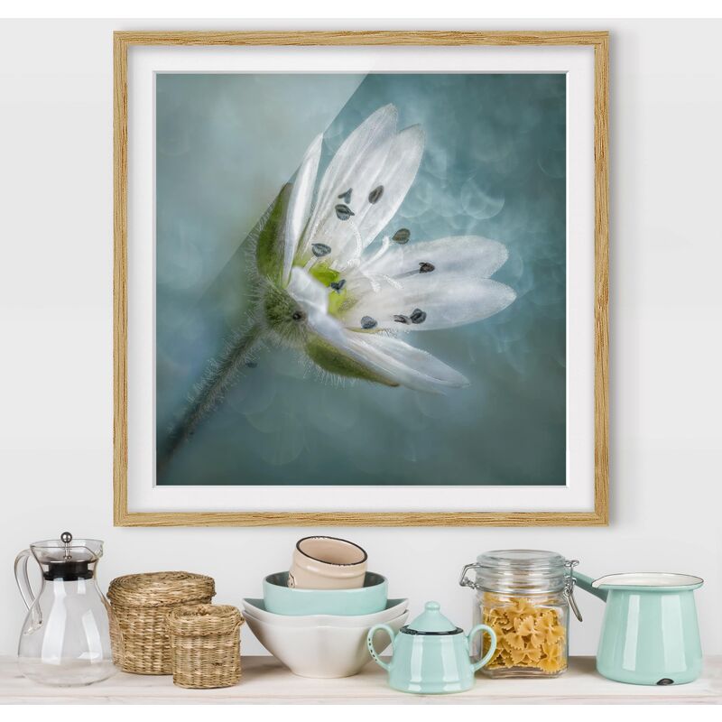 

Póster enmarcado - Bianco fiore su Blu Dimensión LxA: 50cm x 50cm, Marco: Roble