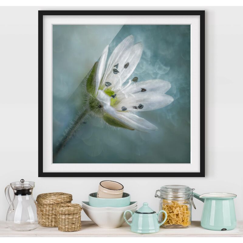 

Póster enmarcado - Bianco fiore su Blu Dimensión LxA: 30cm x 30cm, Marco: Negro