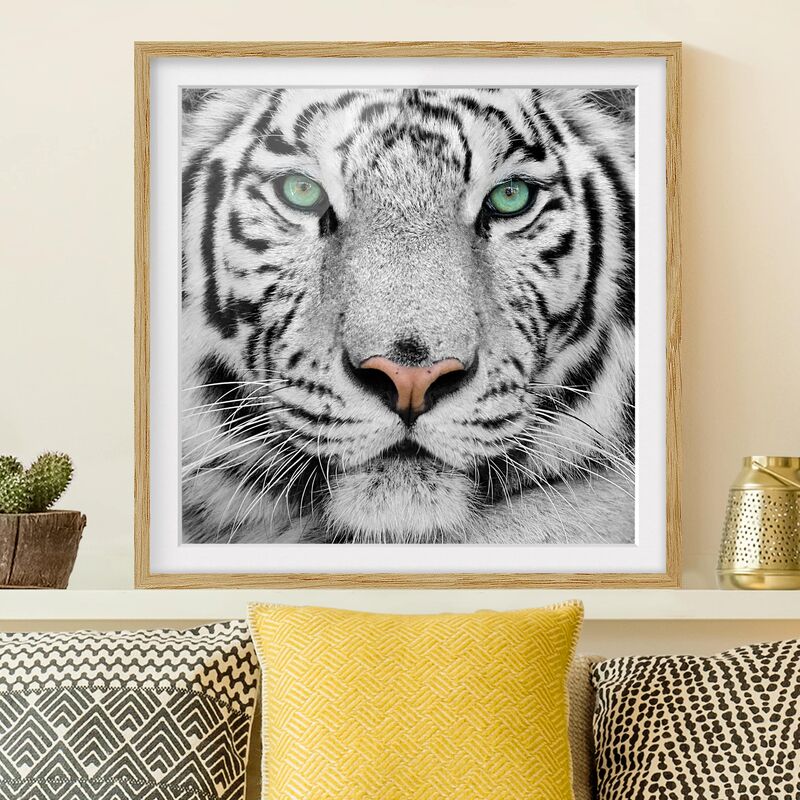 

Póster enmarcado - White Tiger Dimensión LxA: 20cm x 20cm, Marco: Roble