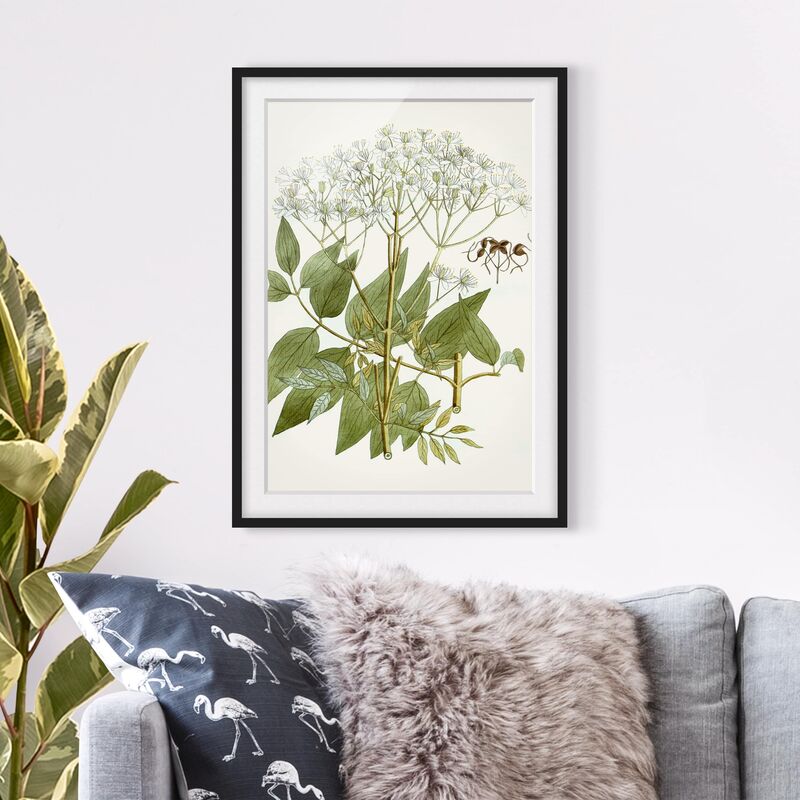 

Póster enmarcado - Erbe Selvatiche Schautfalel V Dimensión LxA: 70cm x 50cm, Marco: Negro