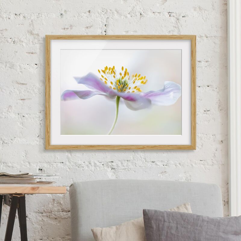 

Póster enmarcado - Windflower In White Dimensión LxA: 70cm x 100cm, Marco: Roble