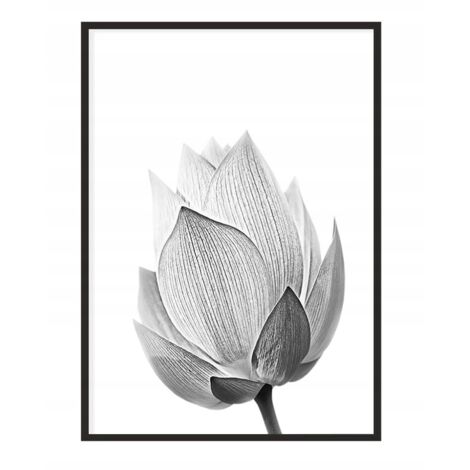 POSTER FOTOGRAFICO IN CORNICE 43x33 cm Fiore P1147