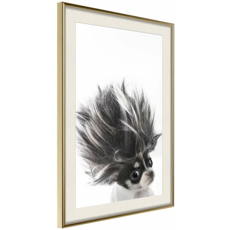 

Rtgs - Póster - Funny Chihuahua Medidas 30X45