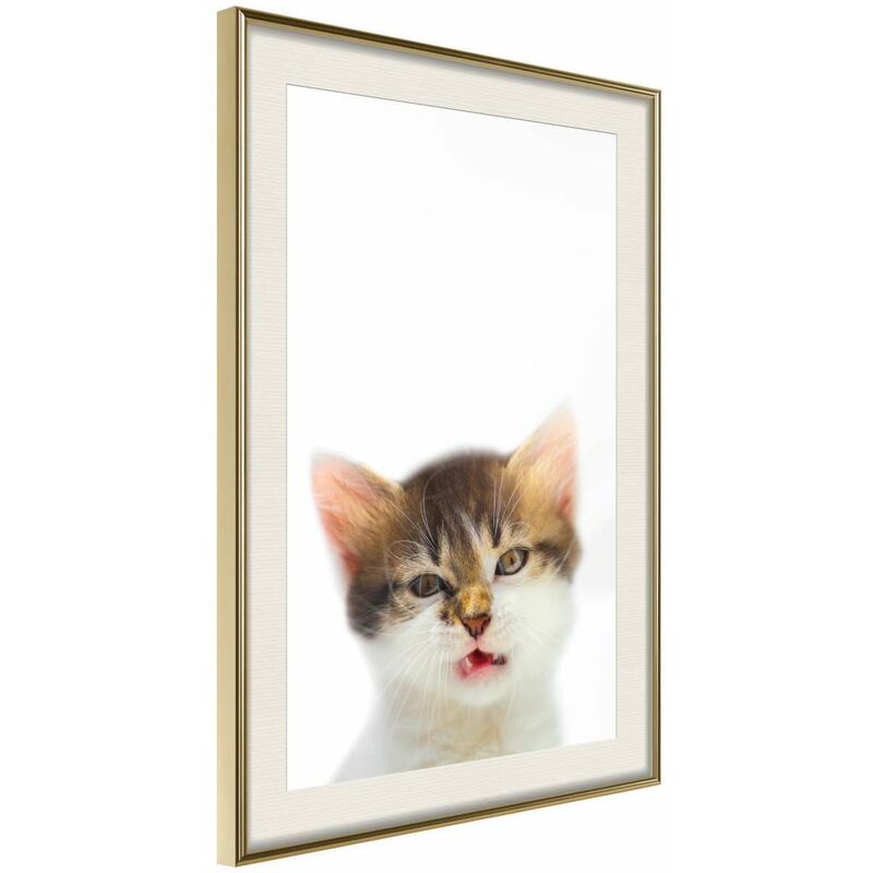 

Rtgs - Póster - Funny Kitten Medidas 40X60