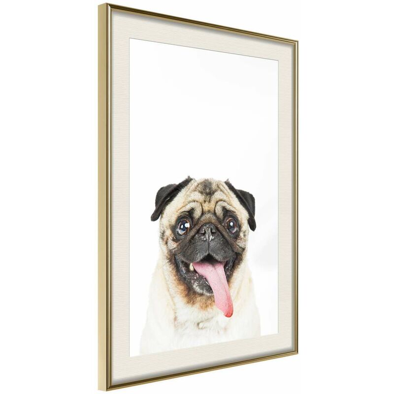 

Rtgs - Póster - Funny Pug Medidas 40X60