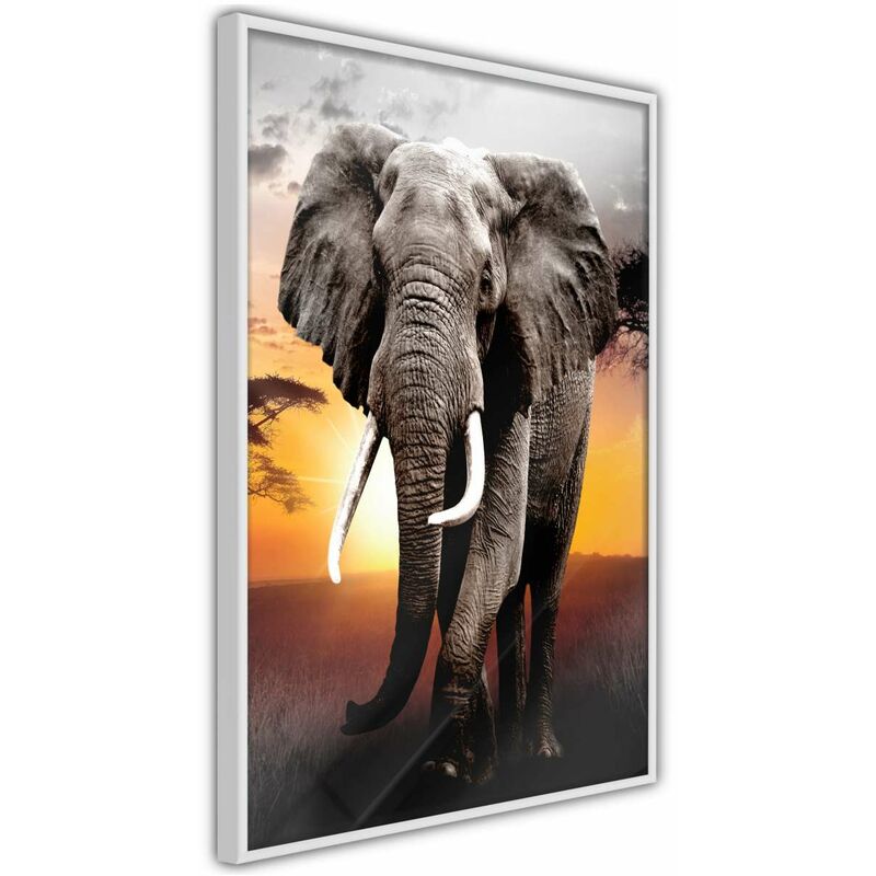 

Rtgs - Póster - Majestic Elephant Medidas 20X30