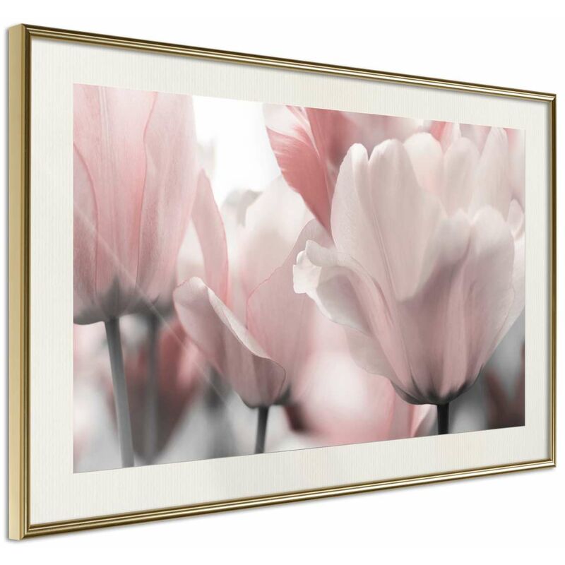 

Rtgs - Póster - Pastel Tulips II Medidas 30X20