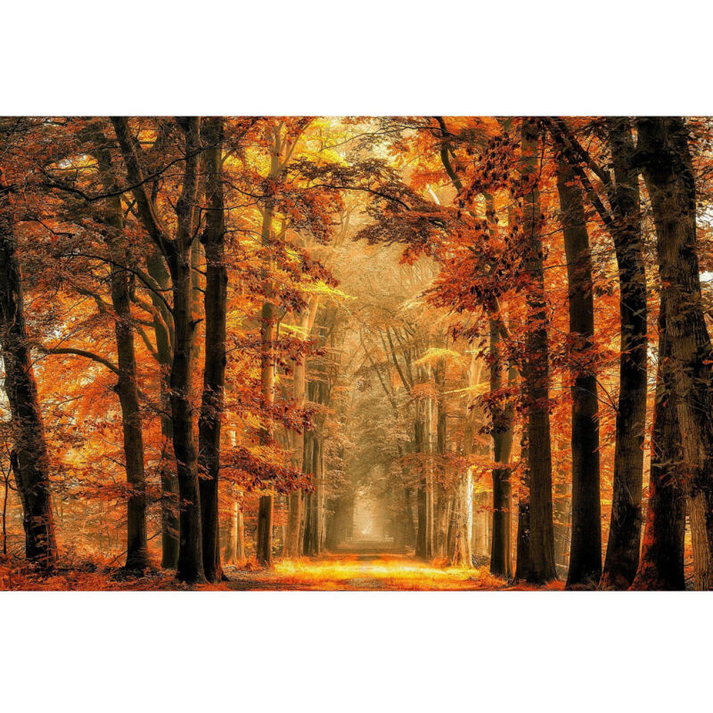 Poster Thème Golden Path - 360 x 270 cm