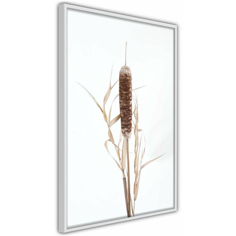 

Rtgs - Póster - Typha Medidas 30X45