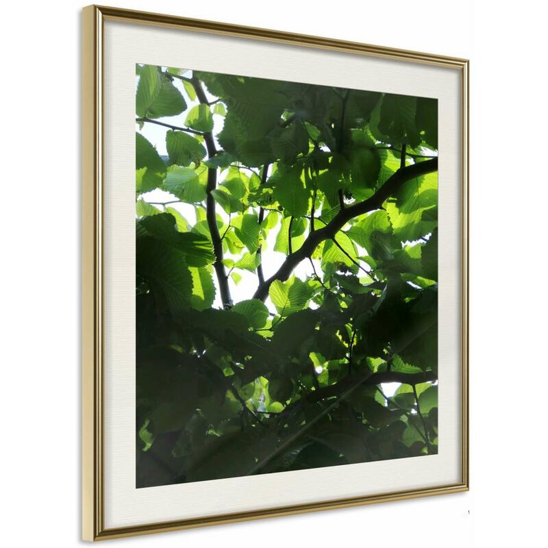

Rtgs - Póster - Under Cover of Leaves Medidas 20X20