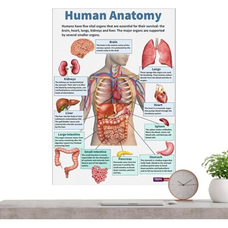 Posters d'Anatomie pour Mur 16 Planches Du Système Nerveux Planches