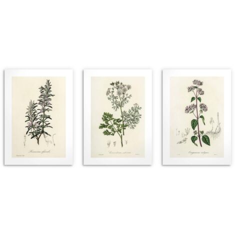 Pósters para la pared de la cocina Hierbas Ramitas Decoración Herbario 3x 50x70