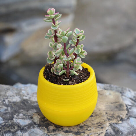 Pot de Fleurs Mini pour Semis et Plantes Succulentes en Plastique, Conteneur Jaune avec Trou de Drainage pour Jardin Balcon Bureau