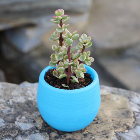 Pot de Fleurs Miniature en Plastique pour Semis et Succulentes - Idéal pour Balcon, Jardin ou Cour