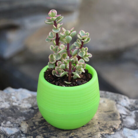 Pot de Fleurs Miniature pour Semis Succulentes - Récipient en Plastique pour Jardin, Cour et Balcon Vert