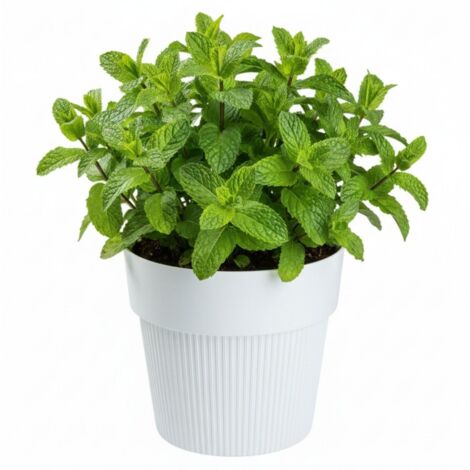 Pot de fleurs recyclé SILVA LINE, blanc, h13,8 x 16 cm