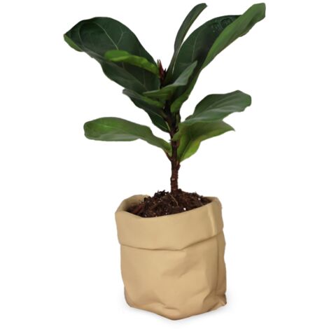 Pot en céramique monobloc – avec trous de drainage, convient aux cactus et aux plantes succulentes  pot de fleurs d'extérieur en céramique  aménagement paysager minimaliste  texture papier kraft.