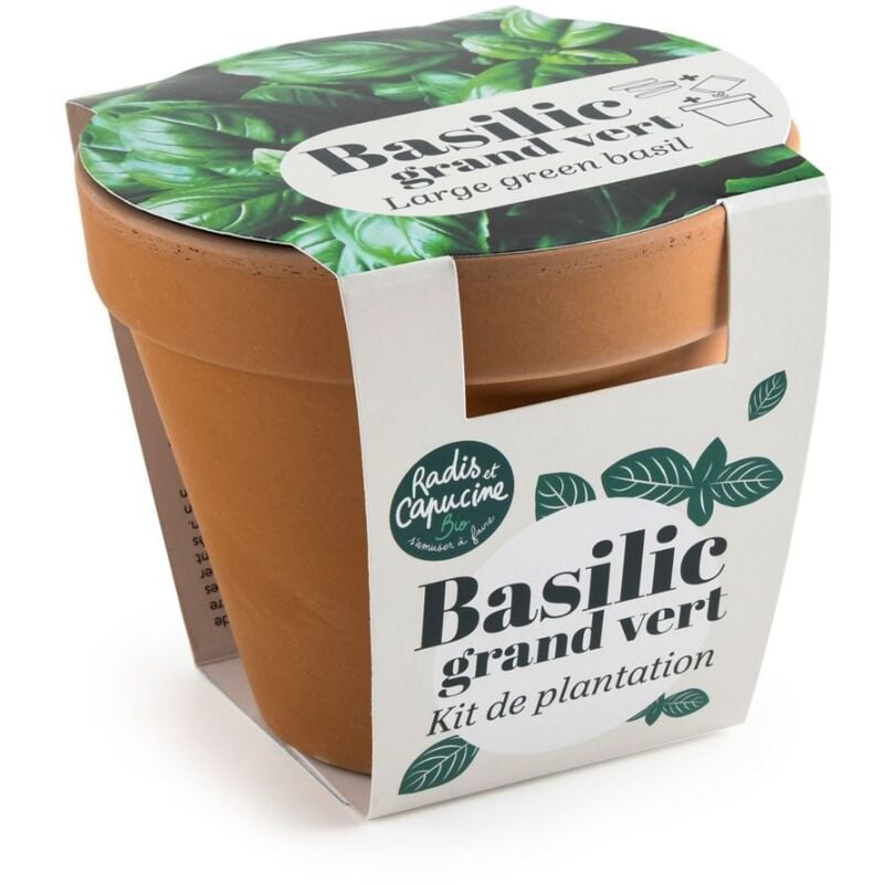 Pot en terre cuite antique - Basilic grand vert bio