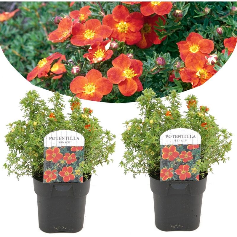 Plant In A Box - Potentilla Red Ace - Set de 2 - Potentille arbustiv -Pot 17cm-Hauteur 20-30cm - Rouge