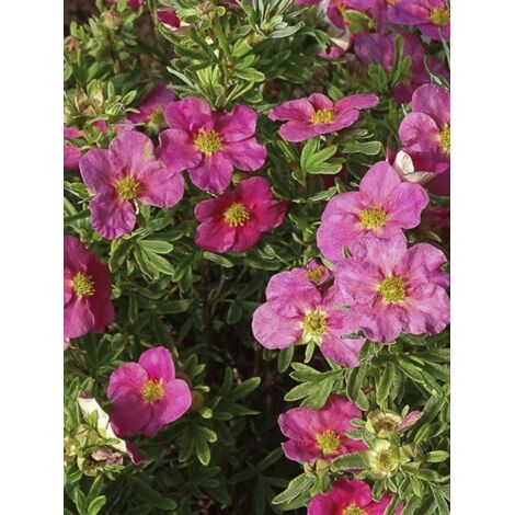 Potentille arbustive 'Bellissima ' Pot de 2L/3L