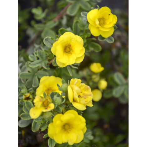 Potentille arbustive 'Citrus Tart' Pot de 2L/3L