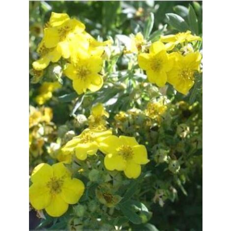 Potentille arbustive 'Elisabeth' Godet de 8/9 cm