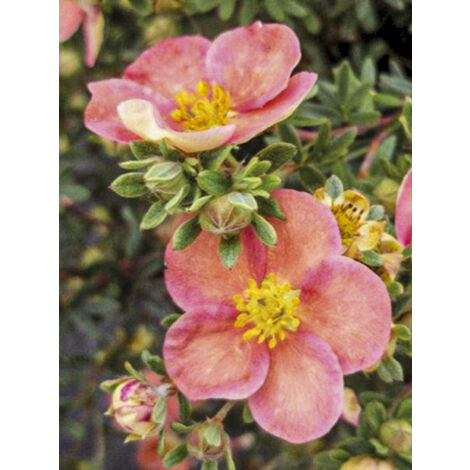 Potentille arbustive 'Glamour Girl' Godet de 8/9 cm