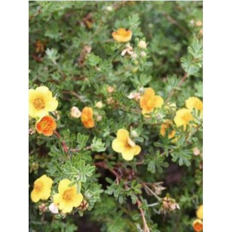 Potentille arbustive 'Hopley's Orange' Pot de 3L/4L