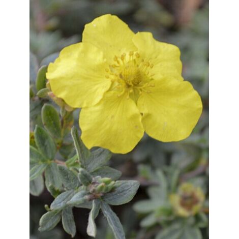 Potentille arbustive 'Medicine Wheel Mountain' Pot de 2L/3L