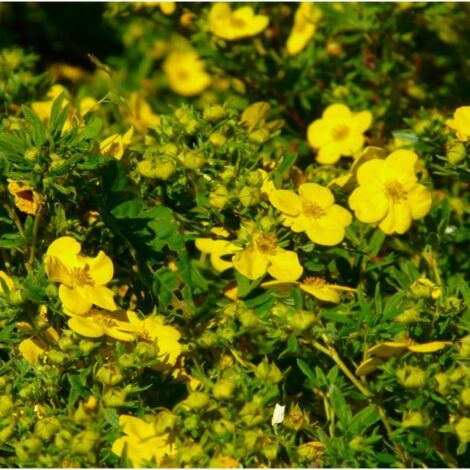 Potentille arbustive (Potentilla fruticosa)
