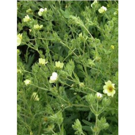 Potentille érigée 'Warrenii' Godet de 8/9 cm