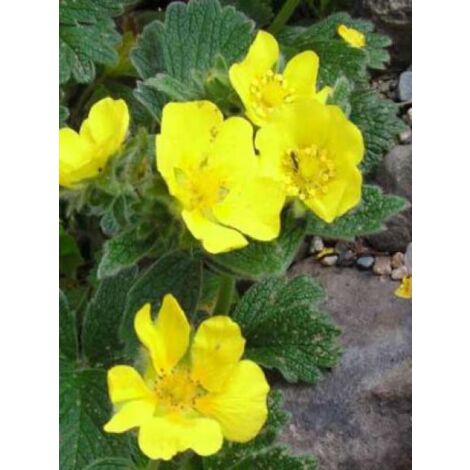 Potentille vivace à grandes fleurs Godet de 8/9 cm