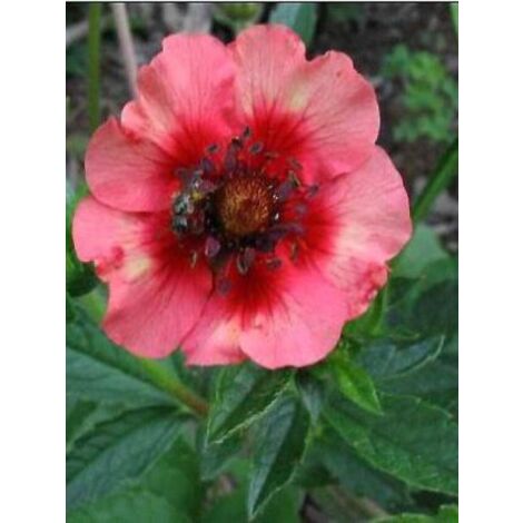 Potentille vivace du Népal 'Miss Willmott' Godet de 8/9 cm