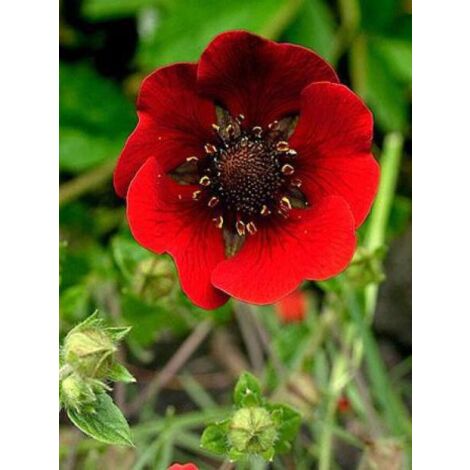 Potentille vivace 'Gibson's Scarlet' Godet de 8/9 cm